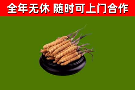 樊城回收冬虫夏草